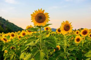 Nutritional Fusion of Sunflower