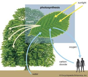 The Impacts of Photosynthesis