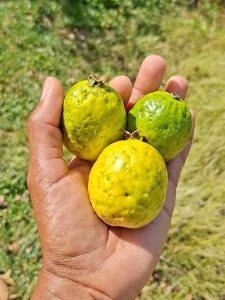 Healthy Impacts of Guava