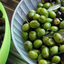 Historical Analysis of Olives