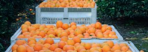 Importance of Navel Oranges