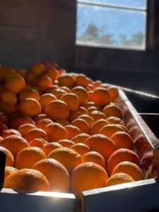 Importance of Satsuma