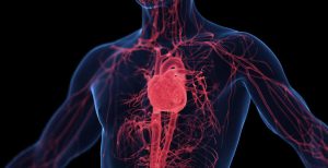 The Importance Vitamin K in the Body