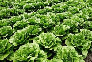 Nutritional impacts of Romaine Lettuce