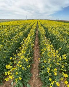 Nutritional information of Canola seeds