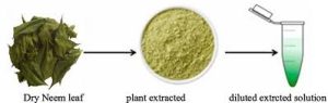Neem tree leaves as a pesticide