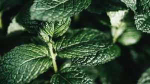 Menthol benefits