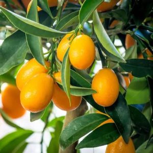 Importance of limequats