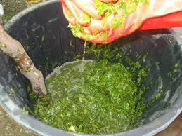 Neem tree leaves as a pesticide
