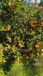 The Delight of Tangerines