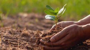 Herbicides and Environmental Management