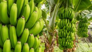 Healthy Manganese Rich Foods