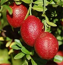 Blood limes importance