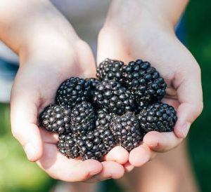 Fruits Rich in Protein