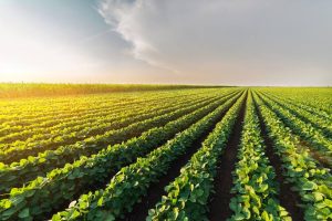 Plants and Climate