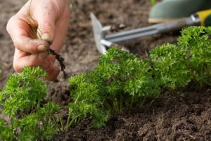HOME GARDENS AND WEED CONTROL