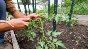 Pruning Tomatoes Plants