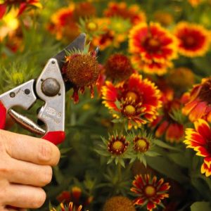 Deadheading Flowers Guidelines