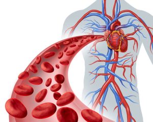 Ginkgo biloba Nutritional Value
