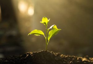 Plants and Climate