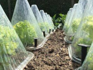 How to Save Plants in Winter Season
