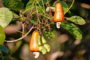 Nutritional Value of Cashews