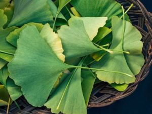 Ginkgo biloba Nutritional Value