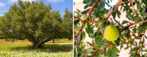 Argan Tree Characteristics