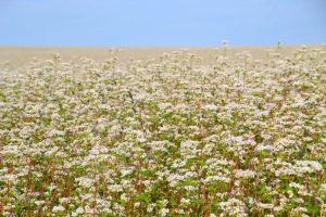 Buckwheat Nutritional Value