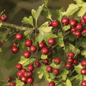 Nutritional Value of Hawthorn