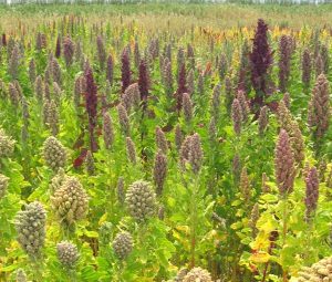 Contents of Quinoa
