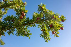 Argan Tree Characteristics