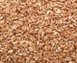 Farro Grain Nutritional Value