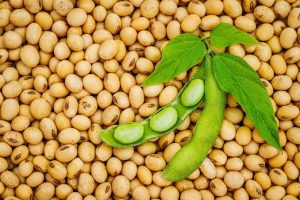 Legumes Varieties