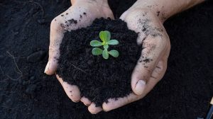 Planting Soils
