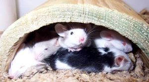 Animal Pets for Homes