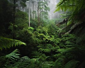 Types of Nature Marvels