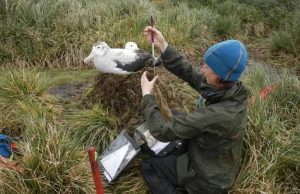Movement of Albatrosses