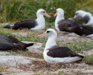 Movement of Albatrosses