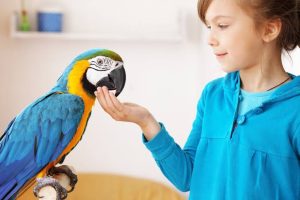 Animal Pets for Homes
